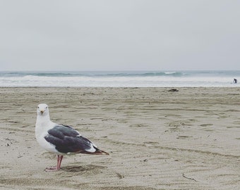 Seagull on the beach photo, wall art, digital download