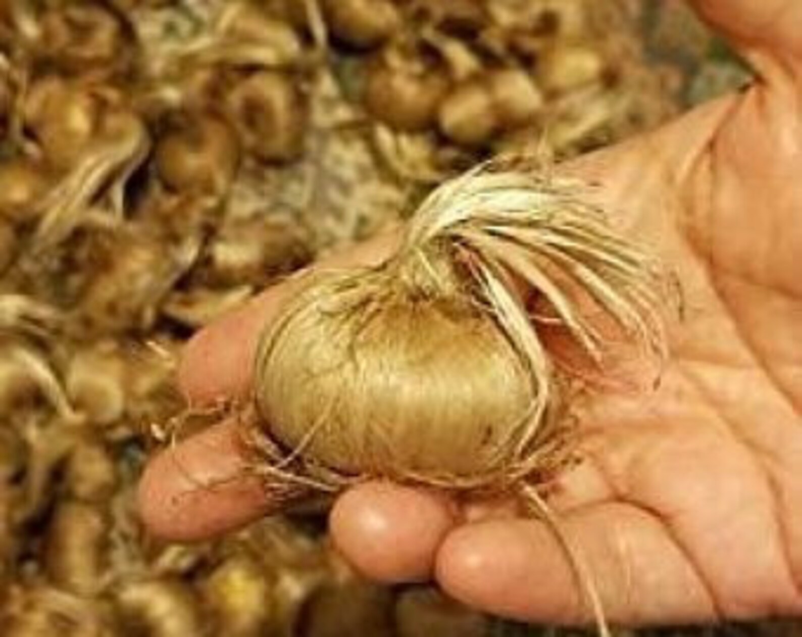 Saffron Bulbs 7 Fresh Breeder Saffron Bulbs Etsy