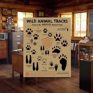 ANF Huellas de animales Póster