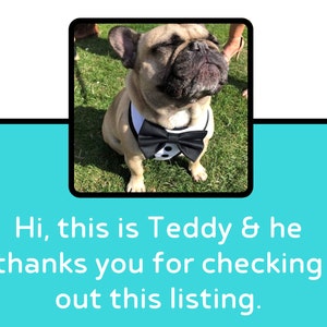 May include: A tan French Bulldog wearing a black and white bow tie, sitting on green grass. The image includes the text: "Hi, this is Teddy & he thanks you for checking out this listing."