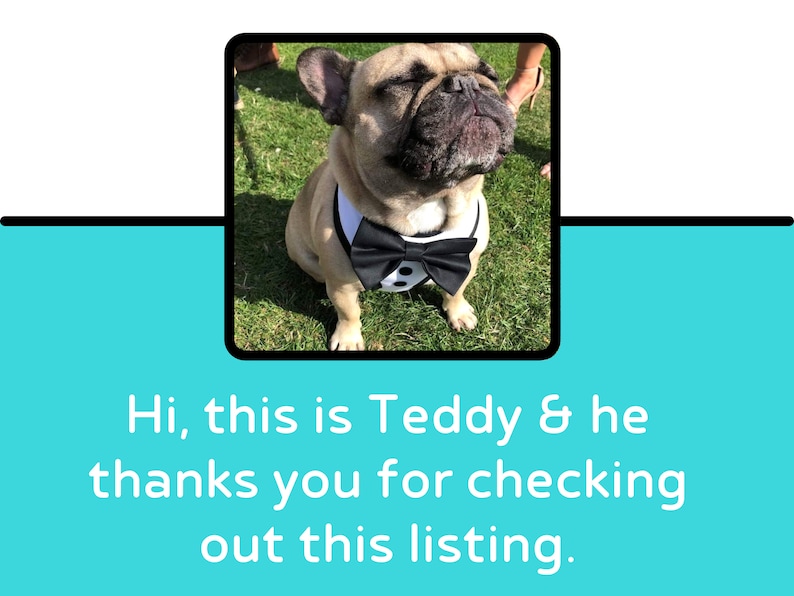 May include: A tan French Bulldog wearing a black and white bow tie, sitting on green grass. The image includes the text: "Hi, this is Teddy & he thanks you for checking out this listing."