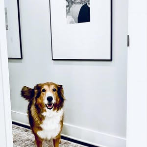 May include: A medium-sized dog with brown, white, and tan fur standing in a hallway. The dog has a white chest and muzzle, and is positioned in front of a large, framed black and white photograph hanging on a light gray wall above a patterned rug.