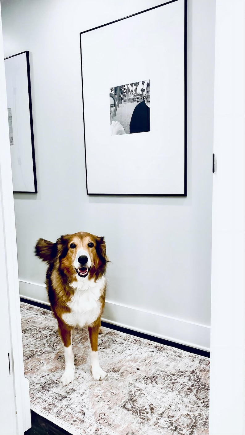 May include: A medium-sized dog with brown, white, and tan fur standing in a hallway. The dog has a white chest and muzzle, and is positioned in front of a large, framed black and white photograph hanging on a light gray wall above a patterned rug.