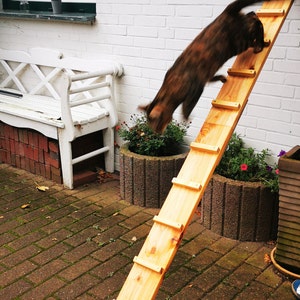 Pu&ograve; includere: Una rampa di legno per gatti &egrave; appoggiata a un muro di mattoni bianchi. Un gatto marrone e nero &egrave; a met&agrave; salto, scendendo dalla rampa. La rampa ha pioli di legno distanziati uniformemente ed &egrave; vicino a una finestra e a una panchina bianca.