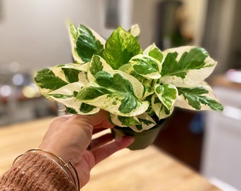 Live Pothos NJoy: Cream & Green Variegated Plant - 4 in. Pot