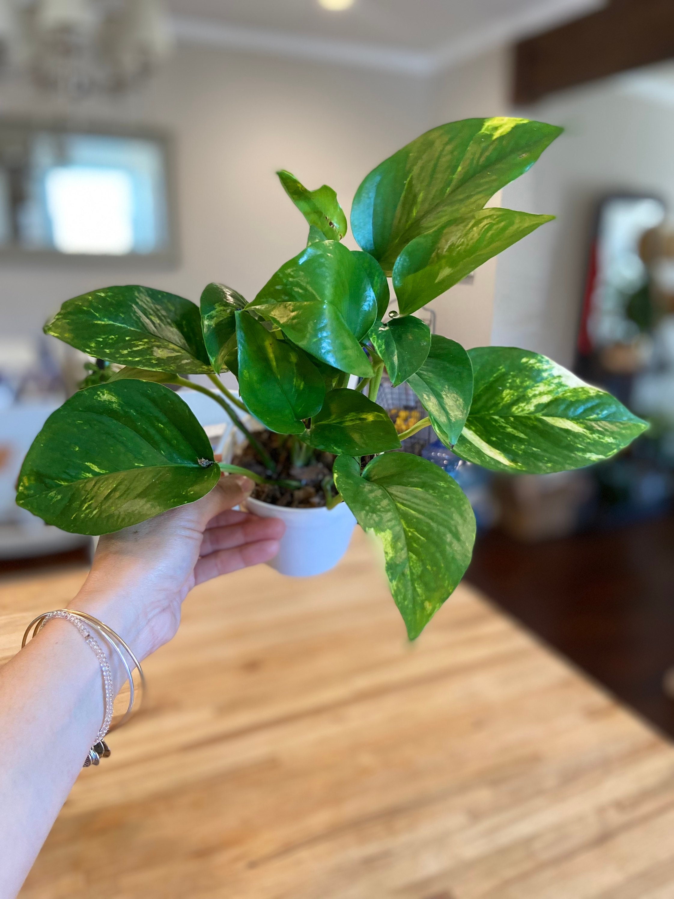 Details about   Golden Pothos fresh cuttings Devil's Ivy Epipremnum aureum  Healthy Plant 4 