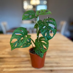 May include: A potted Monstera Adansonii plant, also known as a Swiss cheese plant, with vibrant green leaves and unique hole patterns. The plant is in a brown plastic pot, sitting on a wooden table. Water droplets are visible on the leaves.