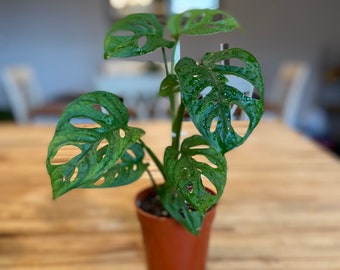 Monstera Adansonii | Swiss Cheese Plant - 4in. pot| gift idea