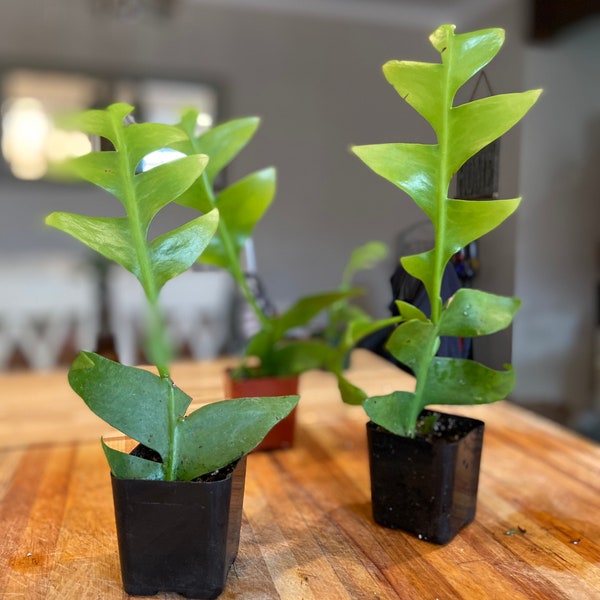 Rare Shark Tooth | live Fern Leaf Cactus | Selenicereus Chrysocradium 8-10" tall in  2.5 in. rooted pot | plant collection