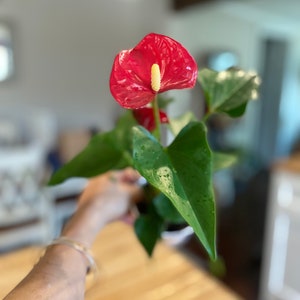 May include: A vibrant red anthurium flower with a yellow spadix, surrounded by glossy green leaves. The plant is in a black pot. The image is a close-up, showcasing the flower's texture and the plant's fresh appearance.