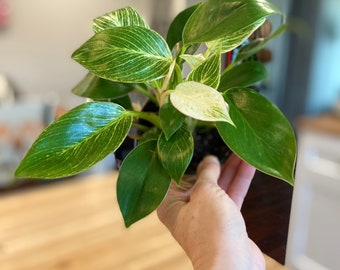 Live Philodendron Birkin | Philodendron White Wave 4 inch nursery pot
