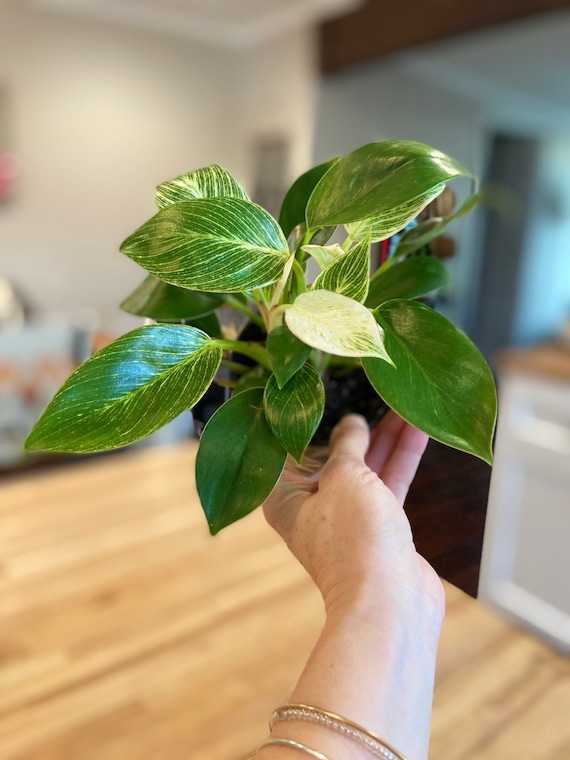 Live Philodendron Birkin | Philodendron White Wave 4 Inch Nursery Pot - Etsy