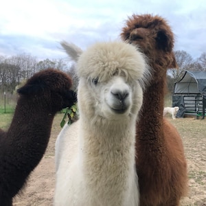 Puede incluir: Tres alpacas en un campo, uno blanco, uno marrón y uno negro. La alpaca blanca está en primer plano y mira directamente a la cámara. La alpaca marrón está detrás de la alpaca blanca y la alpaca negra está a la izquierda de la alpaca blanca.