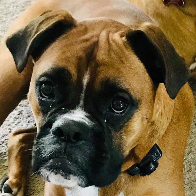 K&ouml;nnte beinhalten: Nahaufnahme eines braunen und schwarzen Boxerhundes mit einem schwarzen Halsband. Der Hund hat einen wei&szlig;en Fleck auf der Nase und schaut direkt in die Kamera.