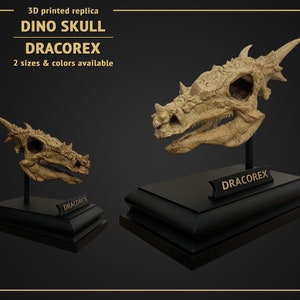 Dino Skull - Dracorex - 3D print replica Hand Painted - 18 cm or 11 cm height - White or Brown