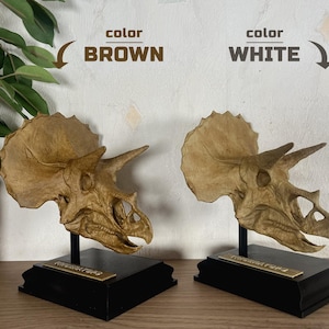 Puede incluir: Dos r&eacute;plicas de cr&aacute;neos de Triceratops, una marr&oacute;n y otra blanca, expuestas sobre bases negras. Cada base tiene una placa dorada con el nombre. Los cr&aacute;neos est&aacute;n detallados y montados para exhibici&oacute;n, con tem&aacute;tica prehist&oacute;rica.