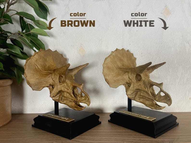 Puede incluir: Dos r&eacute;plicas de cr&aacute;neos de Triceratops, una marr&oacute;n y otra blanca, expuestas sobre bases negras. Cada base tiene una placa dorada con el nombre. Los cr&aacute;neos est&aacute;n detallados y montados para exhibici&oacute;n, con tem&aacute;tica prehist&oacute;rica.