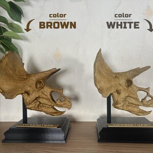 Puede incluir: Dos r&eacute;plicas de cr&aacute;neos de Triceratops, una marr&oacute;n y otra blanca, expuestas sobre bases negras. Cada cr&aacute;neo tiene tres cuernos y un volante. Las bases tienen una placa dorada con la inscripci&oacute;n "TRICERATOPS".