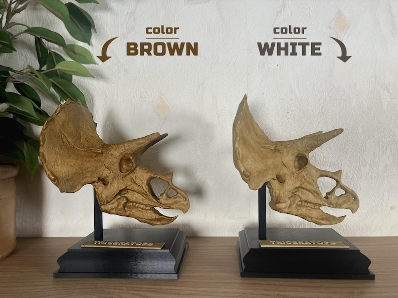 Puede incluir: Dos r&eacute;plicas de cr&aacute;neos de Triceratops, una marr&oacute;n y otra blanca, expuestas sobre bases negras. Cada cr&aacute;neo tiene tres cuernos y un volante. Las bases tienen una placa dorada con la inscripci&oacute;n "TRICERATOPS".