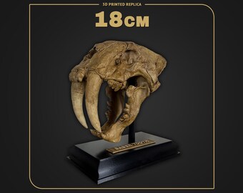 Smilodon Skull | Sabertooth Dino Skull Replica | Scale 1:2 - 18cm | Hand Painted 3D Printed Fossil | Museum Collectible