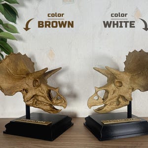 Puede incluir: Dos r&eacute;plicas de cr&aacute;neos de Triceratops, una marr&oacute;n y otra blanca, expuestas sobre bases negras con placas doradas. Los cr&aacute;neos son detallados y est&aacute;n montados sobre soportes negros. El texto "color BROWN" y "color WHITE" est&aacute; encima.