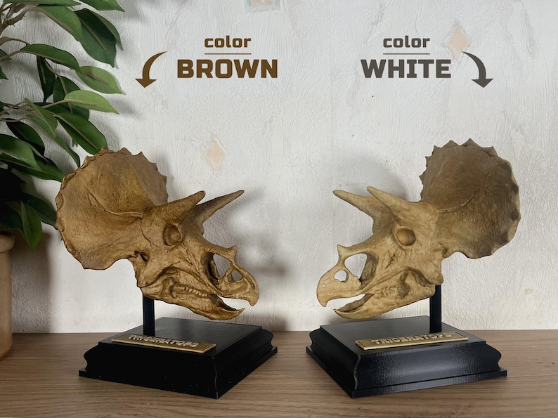 Puede incluir: Dos r&eacute;plicas de cr&aacute;neos de Triceratops, una marr&oacute;n y otra blanca, expuestas sobre bases negras con placas doradas. Los cr&aacute;neos son detallados y est&aacute;n montados sobre soportes negros. El texto "color BROWN" y "color WHITE" est&aacute; encima.