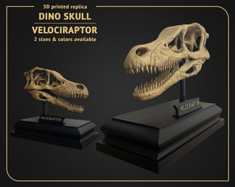Dino Skull - Vélociraptor - 3D print replica Hand Painted - 16cm or 10cm height, White or Brown