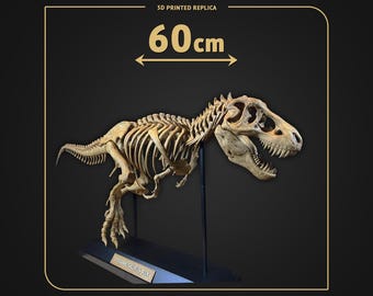 Tyrannosaurus Rex Skeleton 60cm | Dinosaur Fossil Replica | 3D Printed Hand Painted | Museum Display | T-Rex Collectible