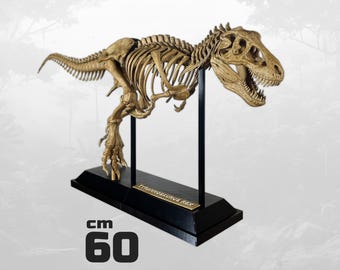 Tyrannosaurus Rex Skeleton 60cm | 3D Printed T-Rex Fossil Replica | Hand Painted Dinosaur Museum Display