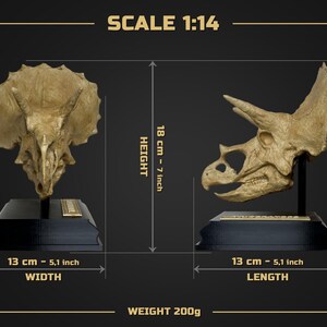 Puede incluir: Dos r&eacute;plicas detalladas de cr&aacute;neos de Triceratops, una frontal y otra de perfil, exhibidas sobre bases negras. La altura es de 18 cm (7 pulgadas), y el ancho/largo es de 13 cm (5,1 pulgadas). El peso es de 200g. La escala es 1:14.