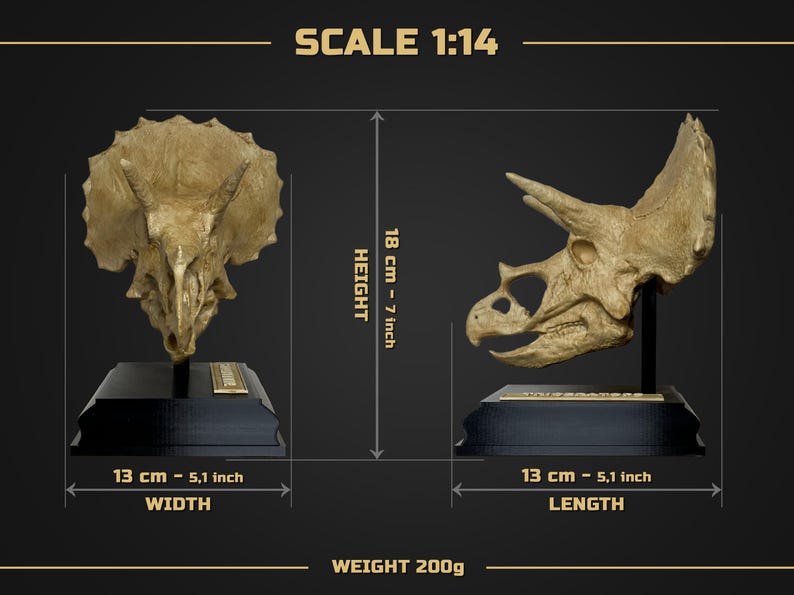 Puede incluir: Dos r&eacute;plicas detalladas de cr&aacute;neos de Triceratops, una frontal y otra de perfil, exhibidas sobre bases negras. La altura es de 18 cm (7 pulgadas), y el ancho/largo es de 13 cm (5,1 pulgadas). El peso es de 200g. La escala es 1:14.