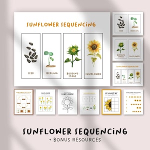 Sunflower Life Cycle Sequencing Cards – Preschool Printable Activity, Educational Posters for Science Centers, Homeschool Curriculum PDF