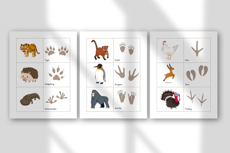 May include: Three educational animal print cards. Each card features a grid with an animal illustration and its corresponding footprint. Animals include a tiger, hedgehog, salamander, coati, penguin, gorilla, hen, deer, and turkey.