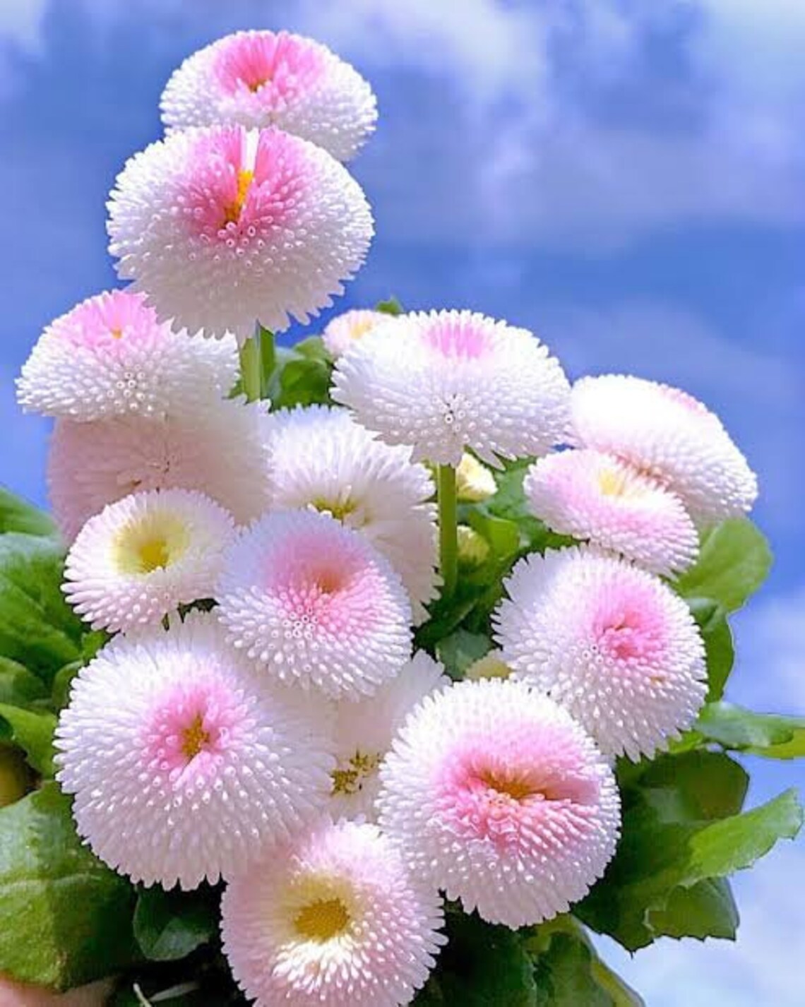 Pink cotton candy flower seeds x20 Etsy