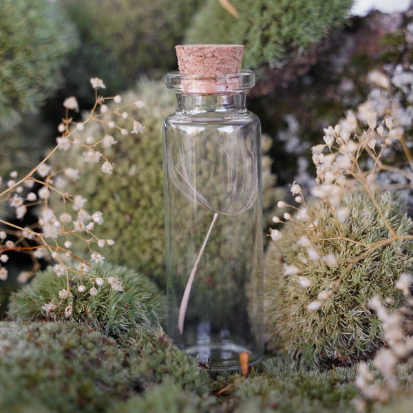 Goat’s Beard Seed in Vial • Real · Dried Seed • Nature Collection • Cabinet of Curiosity