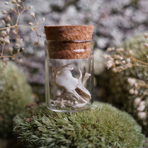 Owl Pellet Bones in Vial • Real • Assorted Bones of Rodents, Moles, Shrews • Cabinet of Curiosities • Nature Shelf