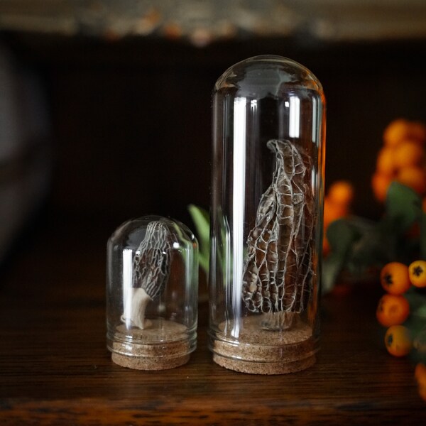 Morel Mushroom in Glass Cloche • Real Dried Preserved Mushroom • Nature Collection • Curiosity Cabinet