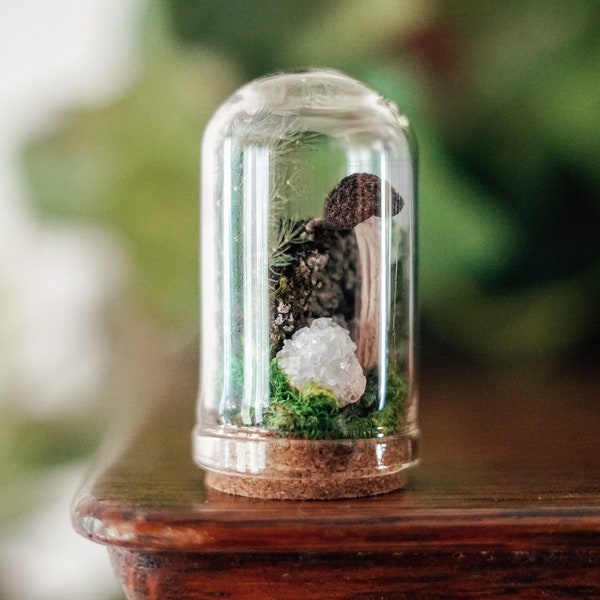 Mushroom Specimen Forest Diorama in Glass Cloche - Miniature Nature Art - Real - Ferns, Moss, Snail Shell, Celenite - Cabinet of Curiosity