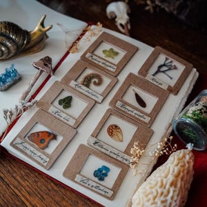 PREORDER - Common Ivy or Fiddlehead Fern in Specimen Slide · Real · Cabinet of Curiosities · Nature Collection