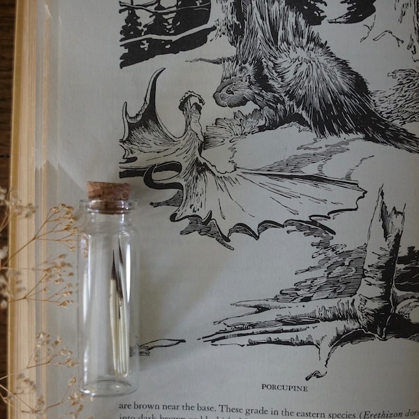 Porcupine Quills in Vial - Real - Curiosity Cabinet Nature Shelf Collection