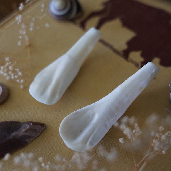 Bison Tooth Set of Two - Real - Curiosity Cabinet Nature Shelf Collection