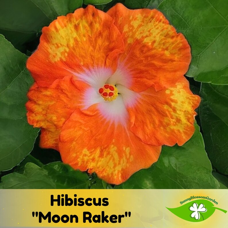 Tree Assassin Moon Raker Hibiscus 'moon Raker' Seeds: Fast Growing Bush & Shrub - Etsy