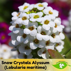 15+ Seeds| Snow Crystals Alyssum (Lobularia maritima) Seeds - Cold Resistant -Open-Pollinating -Drought Tolerant -Plant in Early Spring#305