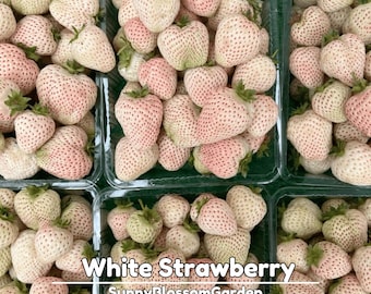 White Strawberry Seeds - Rare Sweet Pineberry - Creamy White Fruit - Unique Garden Berry - Easy to Grow - Home Garden Variety