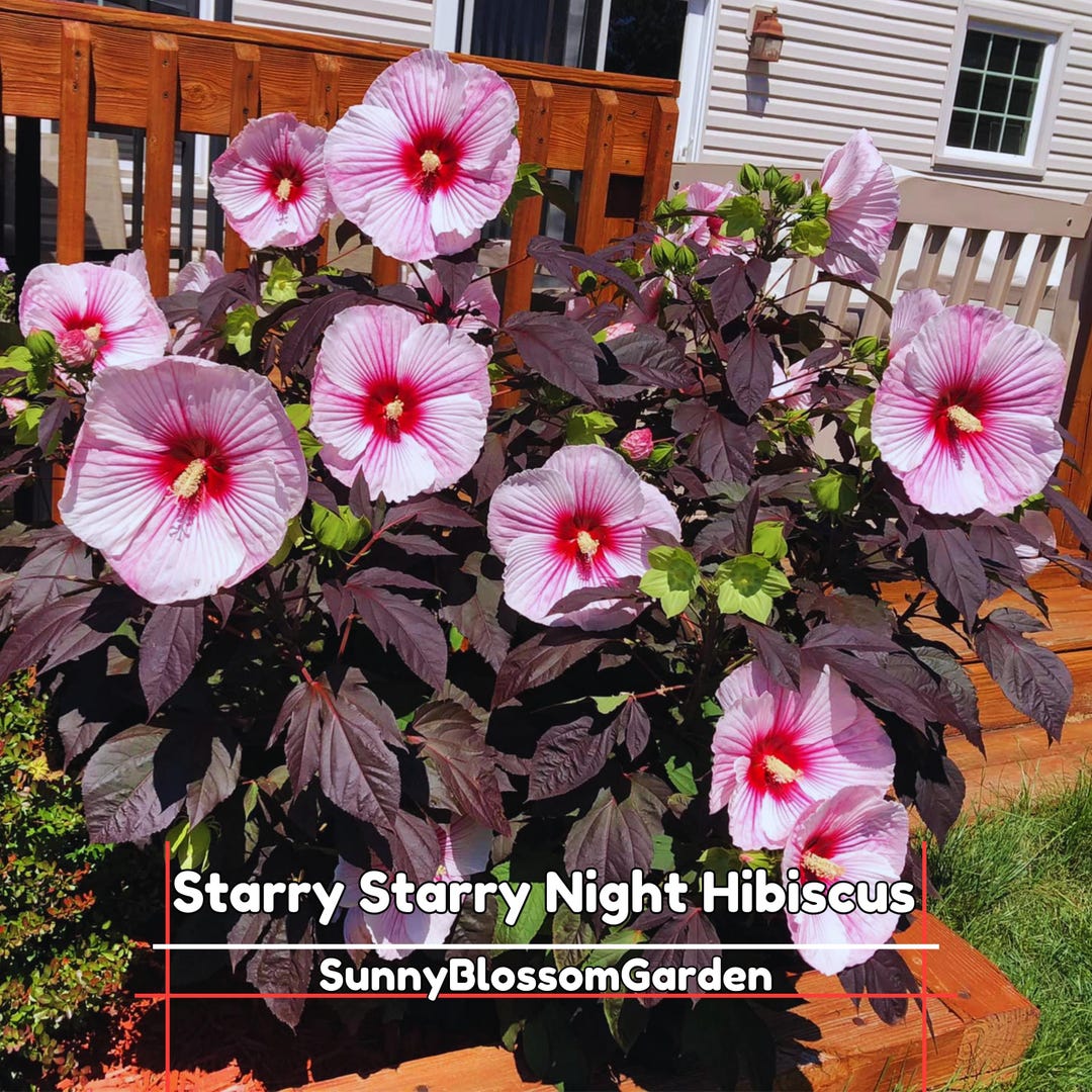 Starry Night Spring 15+ Seeds| Starry Starry Night - Hibiscus Moscheutos Seeds - Deciduous ...