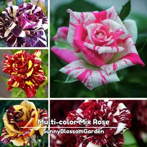 15+ Seeds| Muti- color Mix Flower Rose Seeds - Flower Seeds - Perennial - Deciduous - Cold Resistant - Plant in Fall/Early Spring #1060
