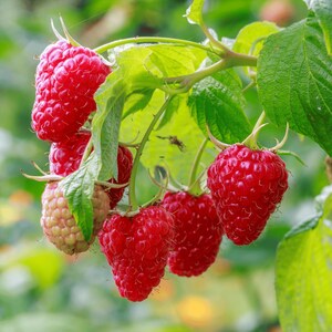 May include: Close-up of a raspberry branch with several ripe, red raspberries. The berries are clustered together, showcasing their textured surface. Green leaves and stems provide a natural backdrop, highlighting the vibrant red fruit. The image captures the freshness of the berries.