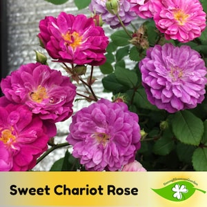 15+ Seeds| Sweet Chariot Rose Seeds - Flower Seeds - Rose Garden - Perennial - Deciduous - Cold Resistant- Plant in Fall/Early Spring #1157