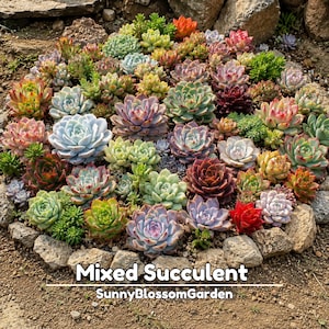 May include: A collection of mixed succulents in various shades of green, pink, red, and purple, arranged in a cluster. The text "Mixed Succulent" and "SunnyBlossomGarden" is overlaid at the bottom of the image, surrounded by a border of rocks.
