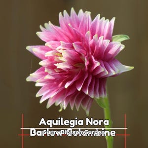 May include: Close-up of a vibrant pink Aquilegia Nora flower with layered petals and a yellow-green edge. The flower is on a green stem against a blurred brown background. Text on the image reads "Aquilegia Nora" and "Sunny Blossom Gardenne".